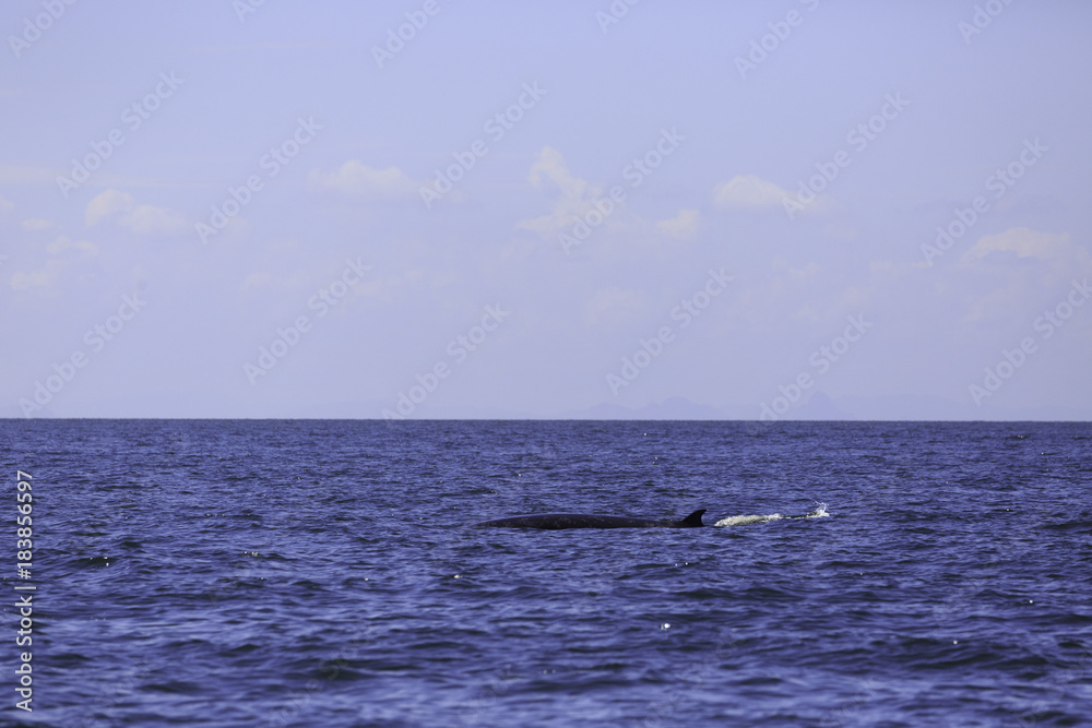 Bryde's whale or Eden's whale in Thai gulf, Phetchaburi Bryde's whale or Eden's whale in Thai gulf, Phetchaburi