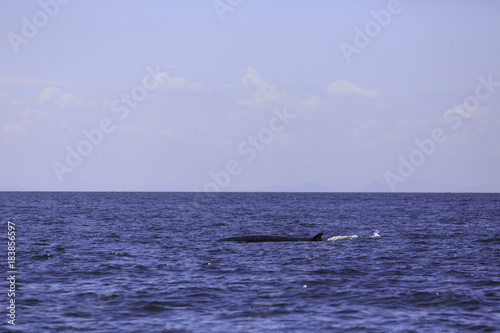 Bryde s whale or Eden s whale in Thai gulf  Phetchaburi