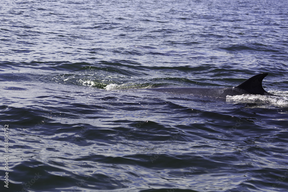 Fototapeta premium Bryde's whale or Eden's whale in Thai gulf, Phetchaburi