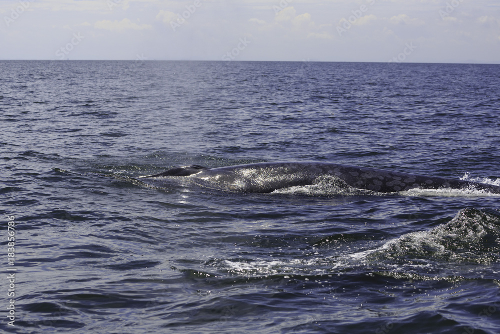 Bryde's whale or Eden's whale in Thai gulf, Phetchaburi