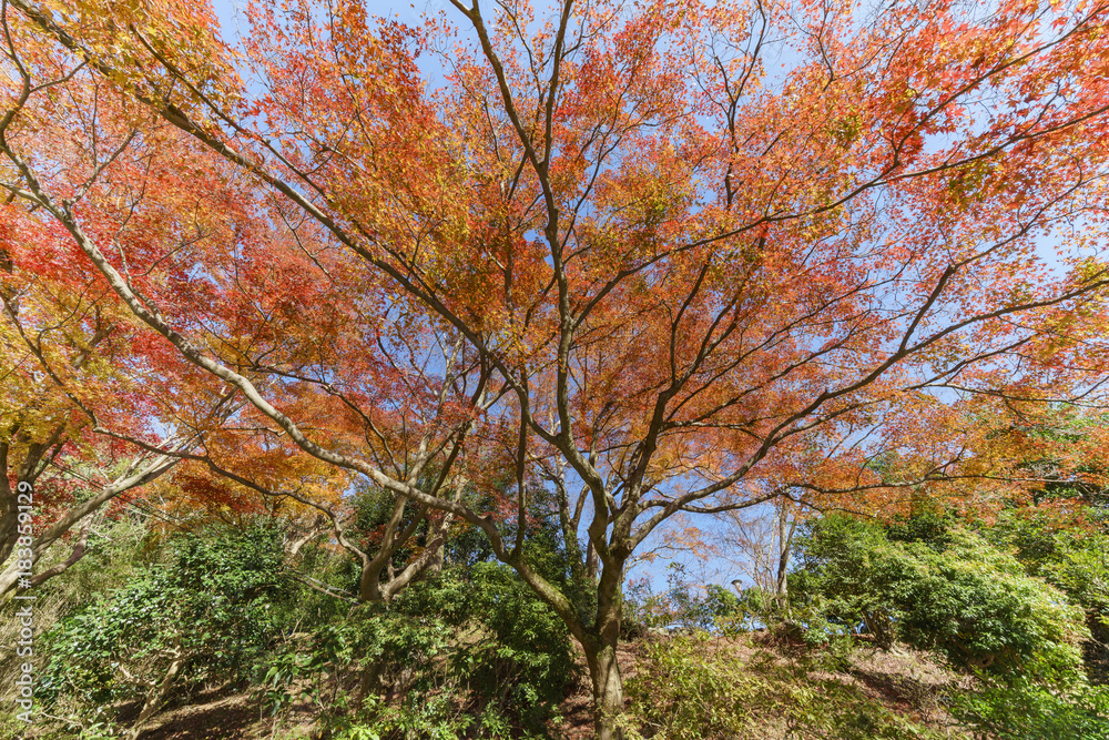 The beautiful fall color, view from TogetuKyo Bridge, Arashiyama, Kyoto, Japan