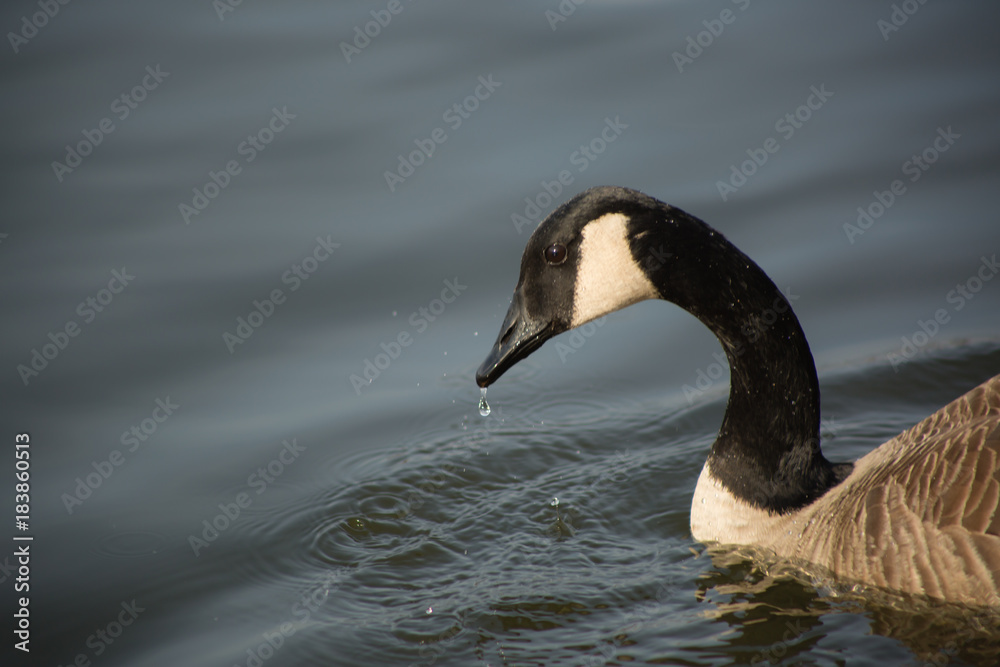 Obraz premium geese, canadian geese, goose, bird, feathers, wildlife, lake, water, missouri, nature, avian, wings, float, winter