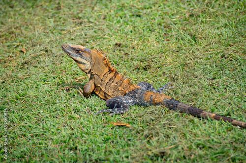 Iguana on grass in Costa Rica