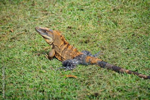 Iguana on grass in Costa Rica