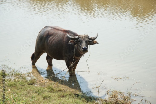 Water buffalo wading and cooling down in the pond