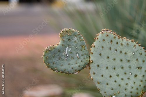 Heart Shaped Cactus