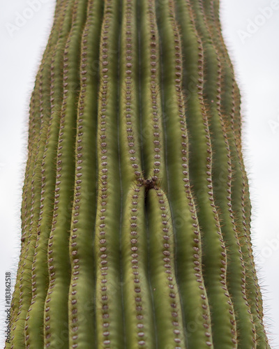 Saguaro Cactus