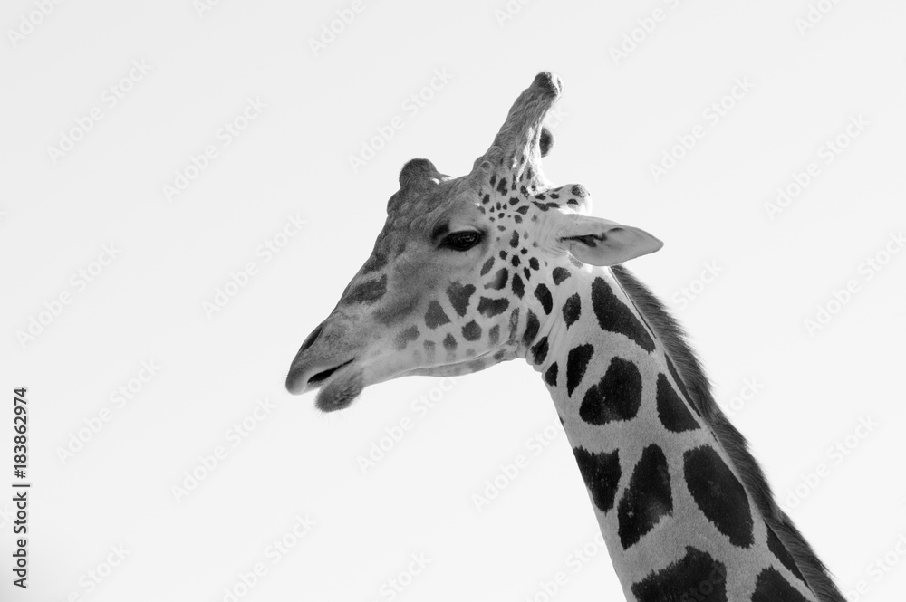 Naklejka premium Close up image of a giraffe black and white 