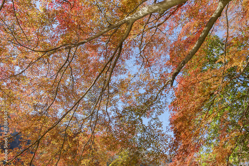 Beautiful fall color at Arashiyama