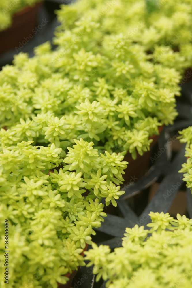 Photographing succulents and succulents in the greenhouses looks different and shows their own beauty Photographing succulents and succulents in the greenhouses looks different and shows their own beauty