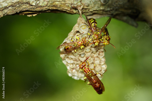 Image of an Apache Wasp (Polistes apachus) and wasp nest on nature background. Insect. Animal photo