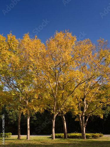 紅葉した樹木 水元公園