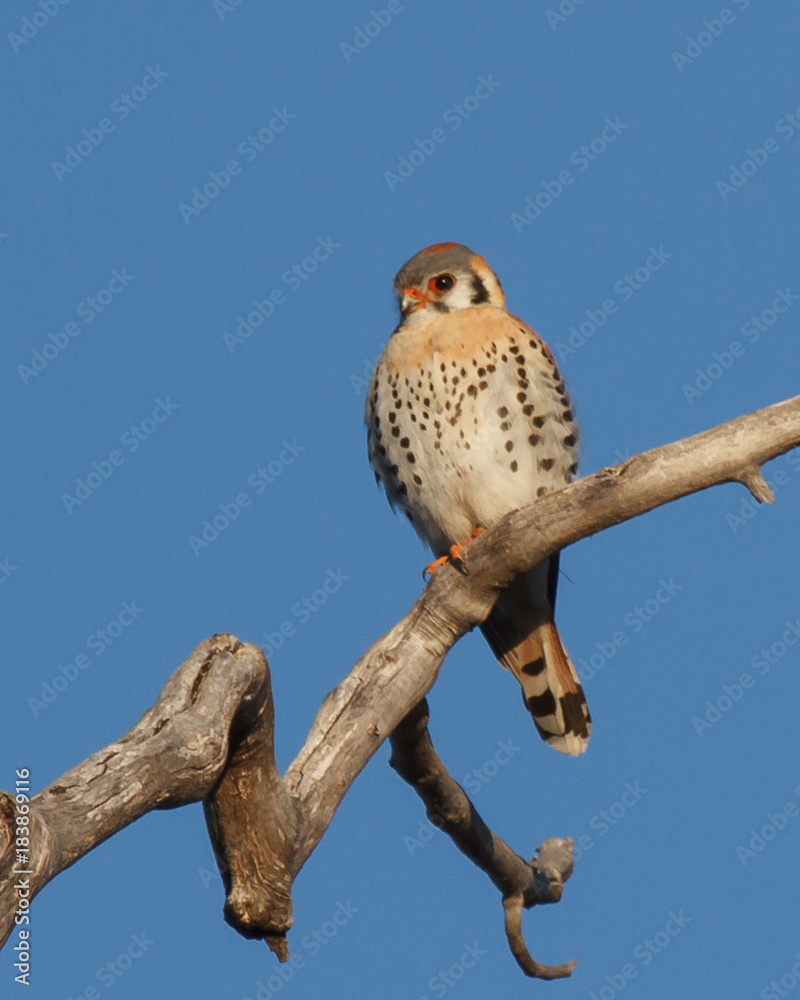 Obraz premium American Kestrel