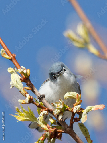 Blue Grey Gnatcather photo