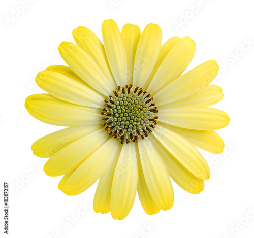 Close-up yellow daisy flower isolated on white background