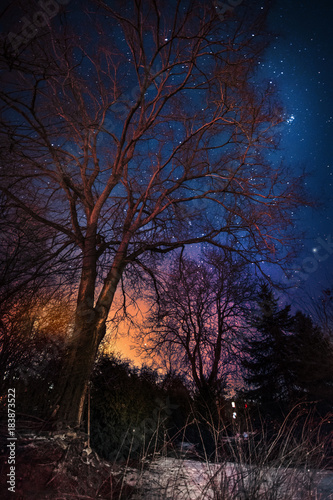 Nachthimmel unter der Ulme  © Christian
