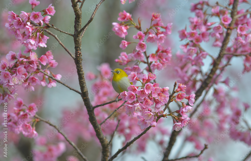 Wild Himalayan Cherry with Oriental White-eye, Yellow bird enjoy with Wild Himalayan Cherry background Wild Himalayan Cherry with Oriental White-eye, Yellow bird enjoy with Wild Himalayan Cherry background