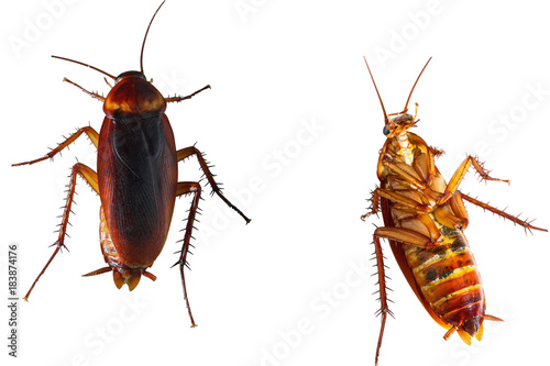 Cockroach brown with isolated on a white background