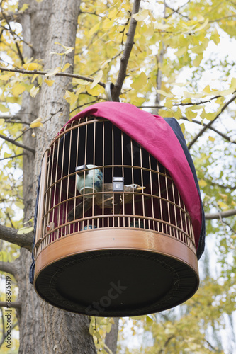 A birdcage hanging in a gingko tree, a blackbird in a cage photo