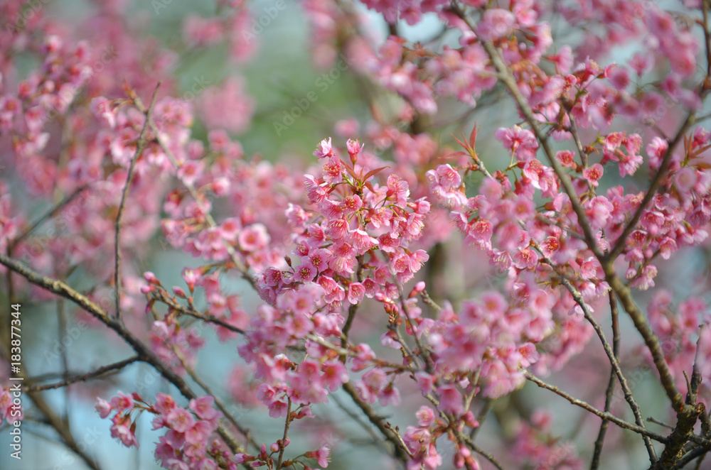 Wild Himalayan Cherry background Wild Himalayan Cherry background