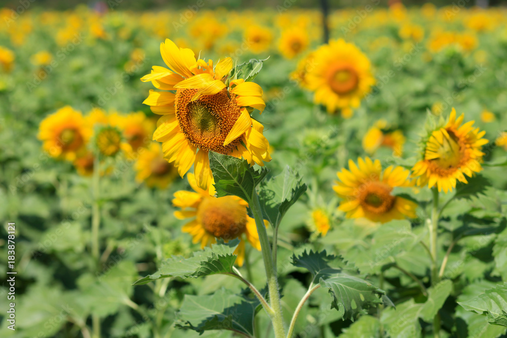 Obraz premium beauty of flower