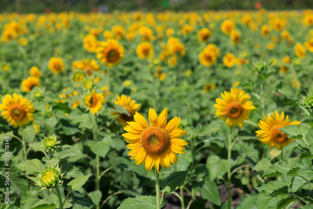 beauty of flower beauty of flower