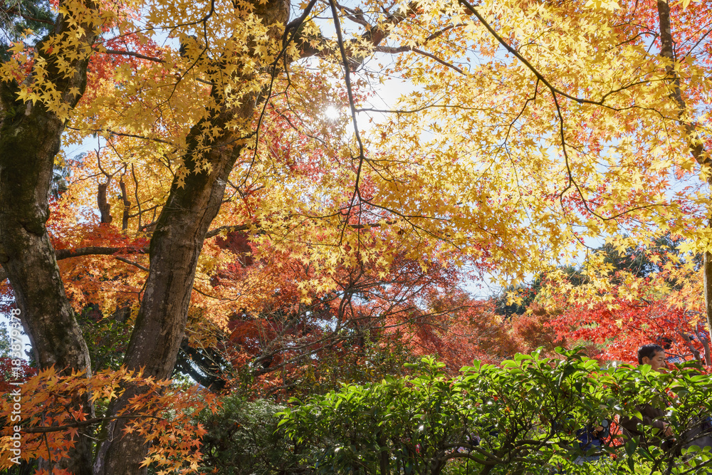 Beautiful fall color of Jojakko-Ji