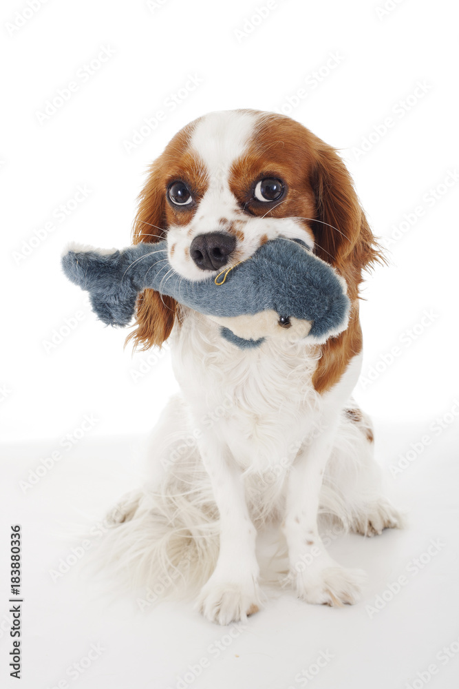 Dolphin toy with dog. .Cavalier king charles spaniel dog photo. Beautiful cute cavalier puppy dog on isolated white studio background. Trained pet photos for every concept.