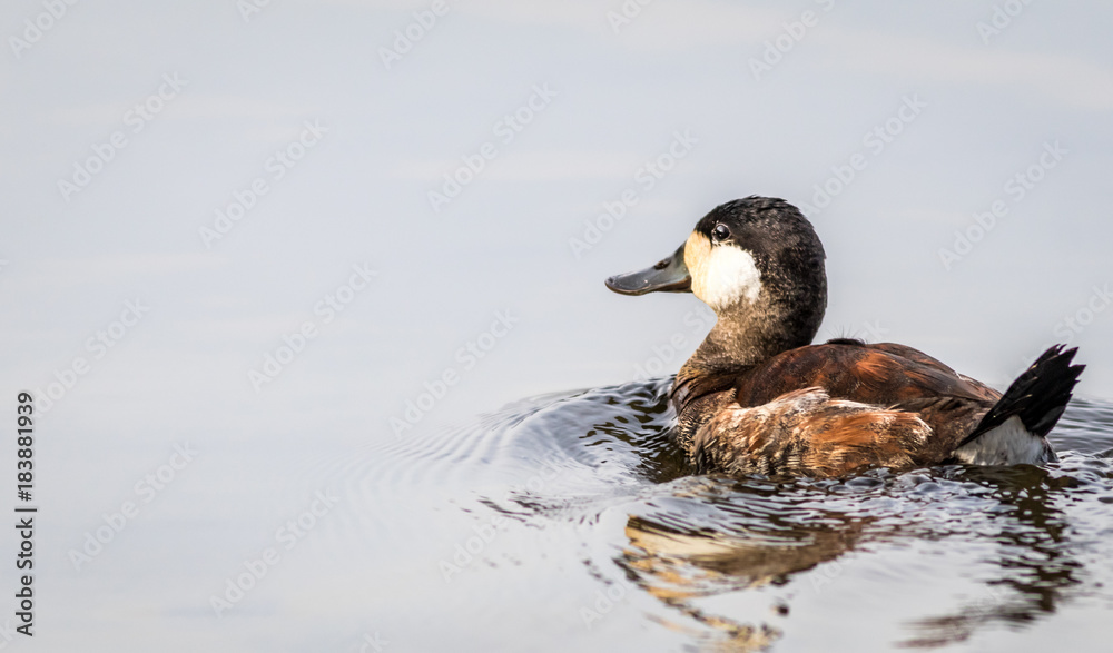 Ruddy Duck (Oxyura jamaicensis) male swims in calm reflective mirror-like water on a fall afternoon Ruddy Duck (Oxyura jamaicensis) male swims in calm reflective mirror-like water on a fall afternoon