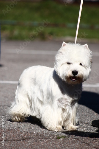  West Highland White Terrier dog © Ilona Didkovska