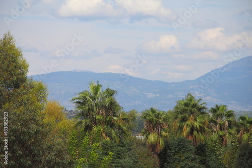 palm trees on a background of a mountain