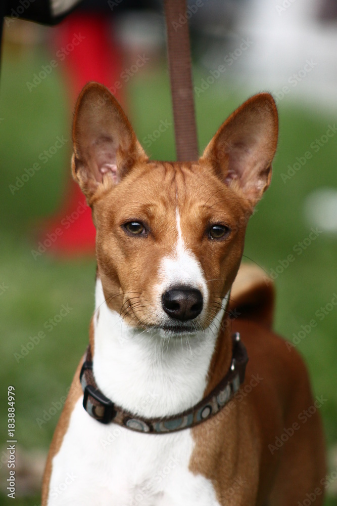  basenji breed with short hair of red and white color