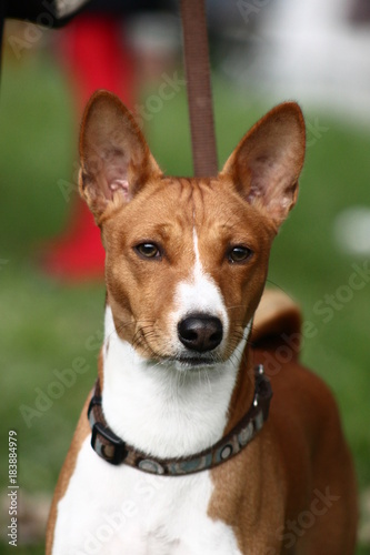  basenji breed with short hair of red and white color