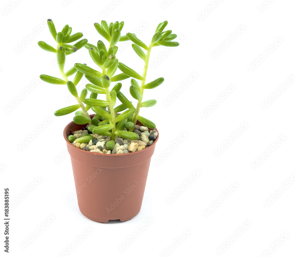 Green tree in a pot isolated on white background. Green tree in a pot isolated on white background.