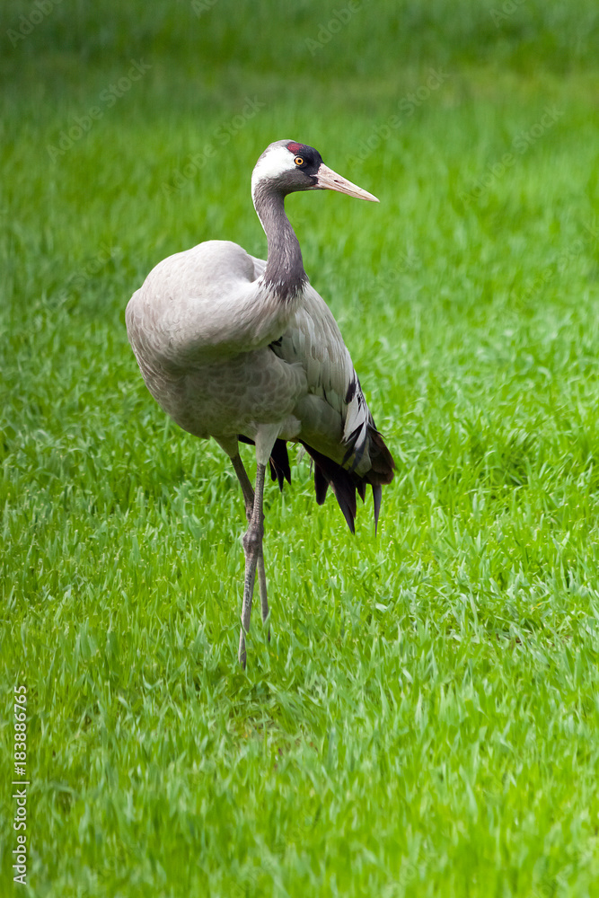 Fototapeta premium Gray crane looking around in the meadow grass