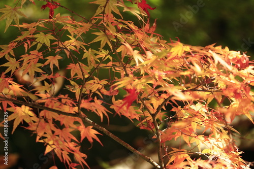 autumn colour photo