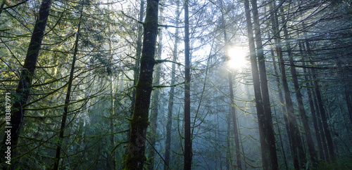 Golden Ears Provincial Park Rain Forest Mist Fog Landscapes