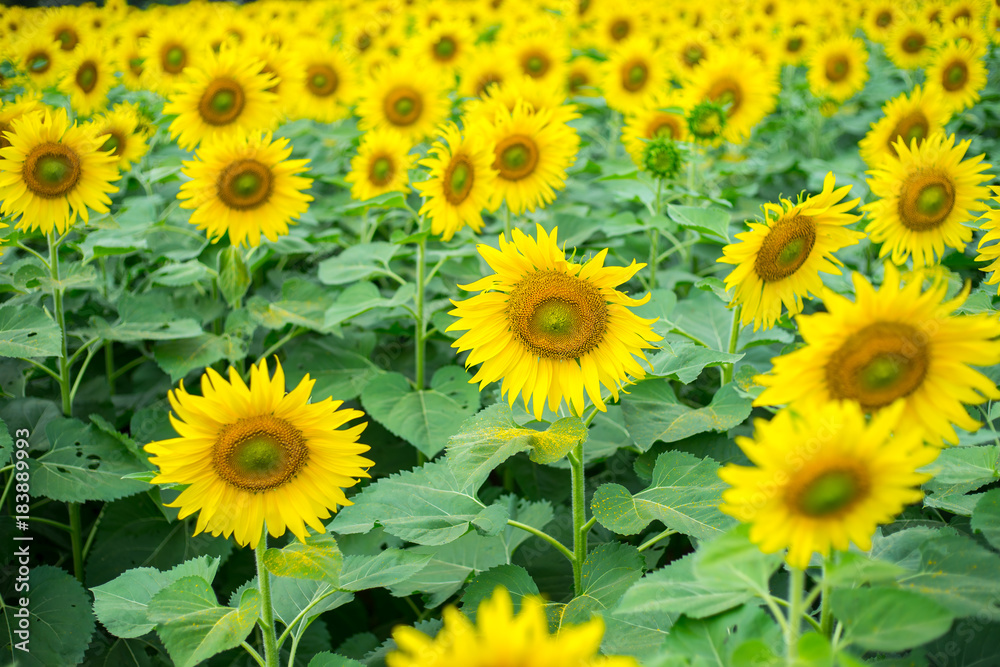 Lots of Blooming Sunflower in Sunflower Garden.