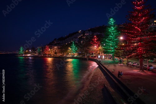 New Zealand Christmas Trees, Oriental Parade, Wellington City At Night 