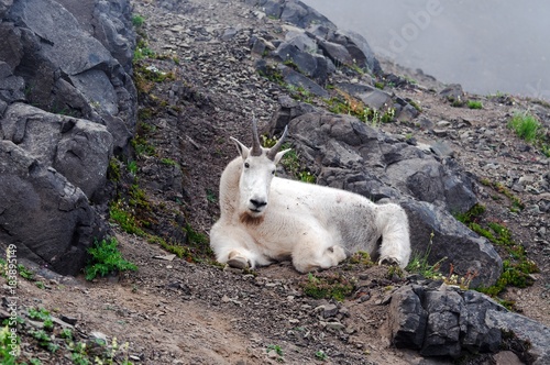 A mountain goat looking and laying down on a foggy day in Washington state
