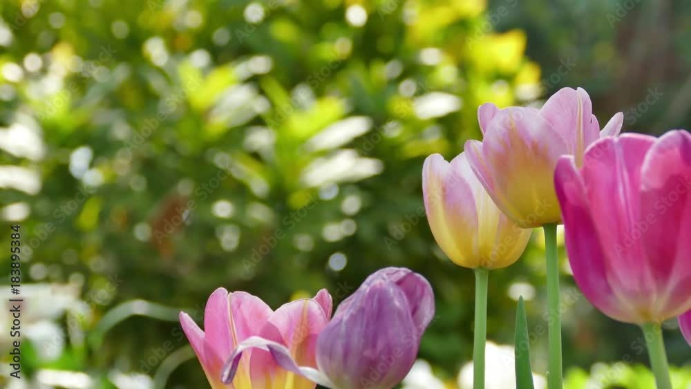 Beautiful bouquet of tulips. colorful tulips. Beautiful bouquet of tulips. colorful tulips.