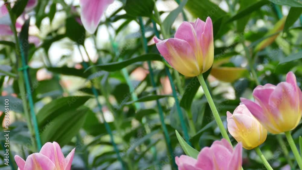 Beautiful bouquet of tulips. colorful tulips. Beautiful bouquet of tulips. colorful tulips.