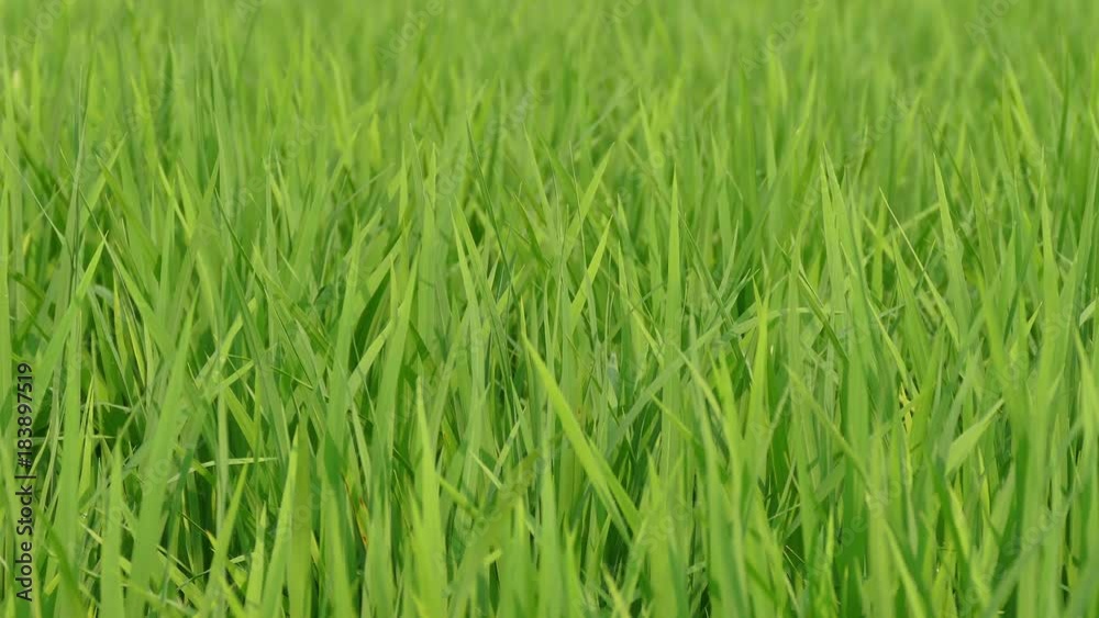 Landscape of a beautiful green field with rice stalks swaying in the wind 4k Landscape of a beautiful green field with rice stalks swaying in the wind 4k