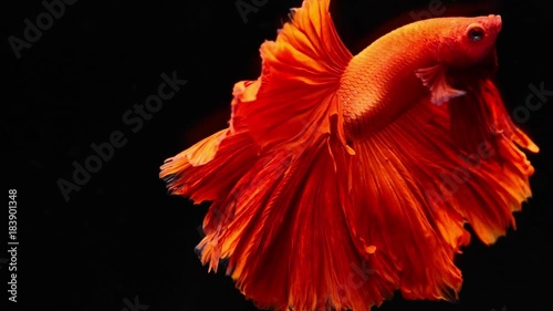 Siamese fighting betta fish movement in slow motion