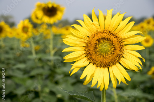 Beautiful yellow sunflower in the farm background