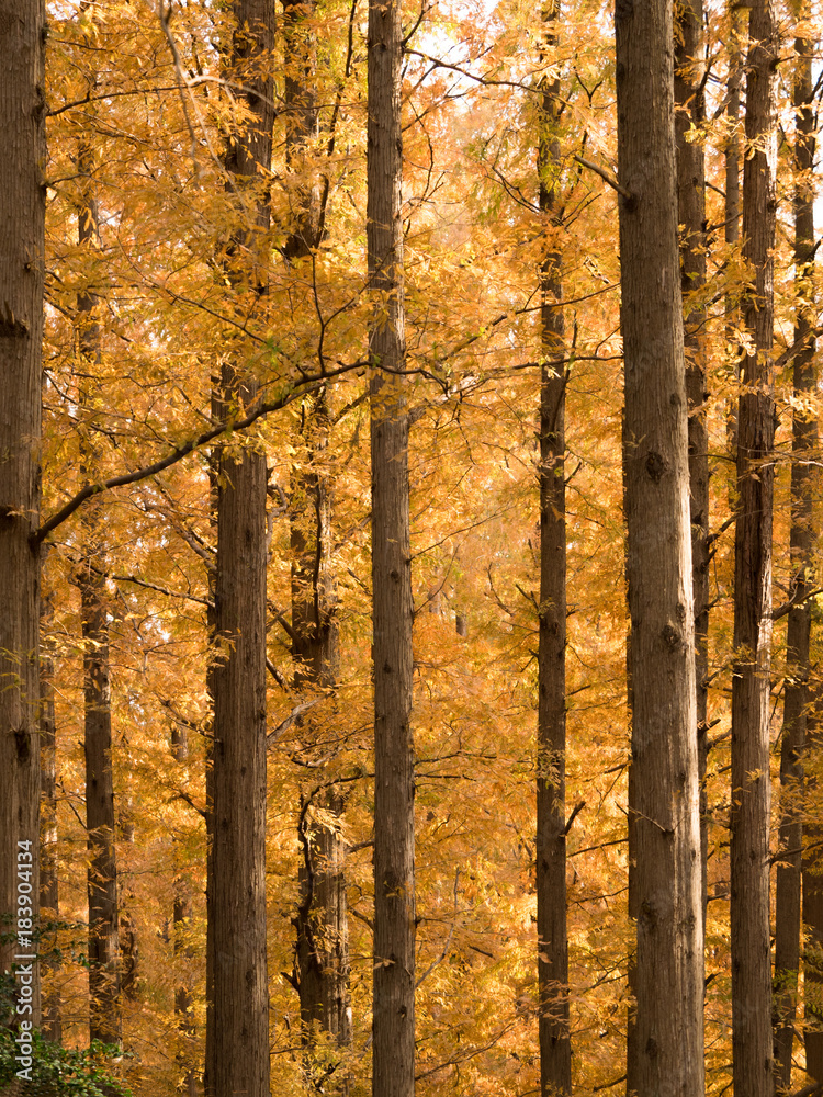 Obraz premium メタセコイヤの黄葉 水元公園
