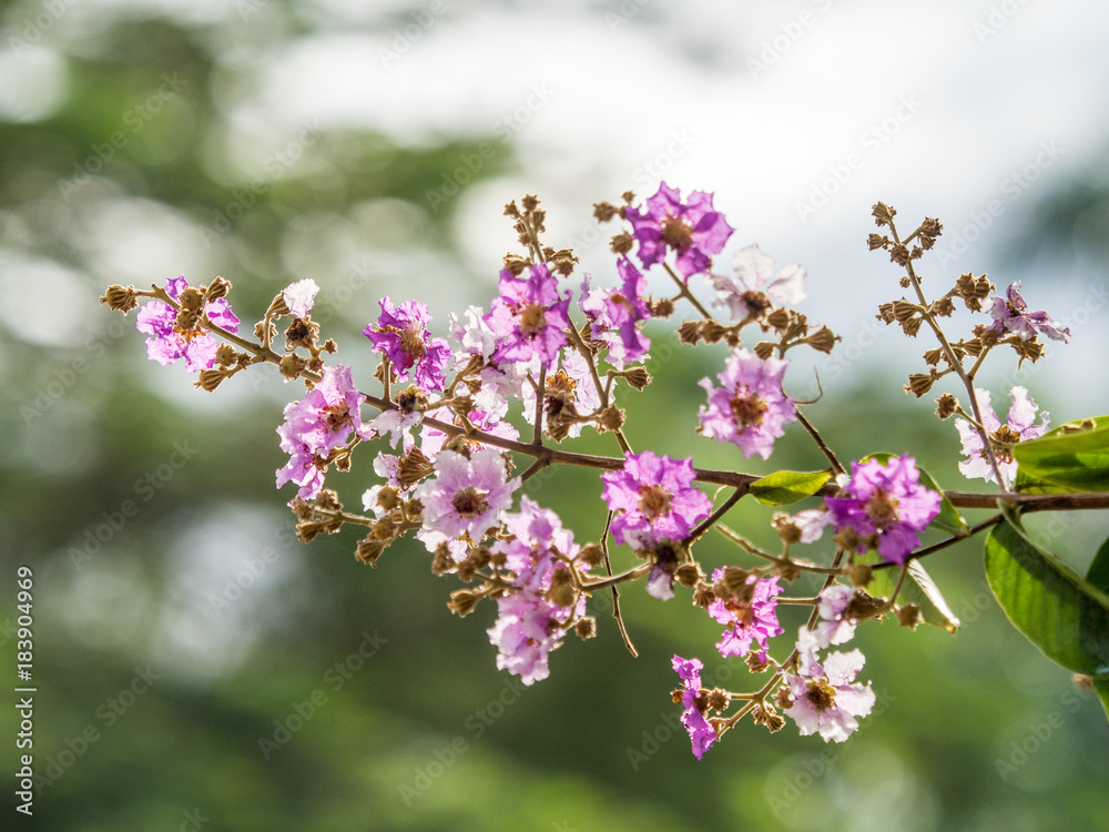 Fototapeta premium Lagerstroemia speciosa 's flower