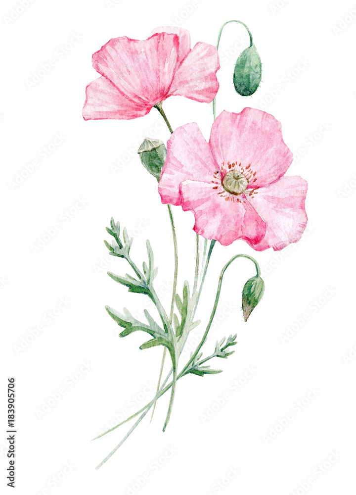 Watercolor poppy flower Watercolor poppy flower