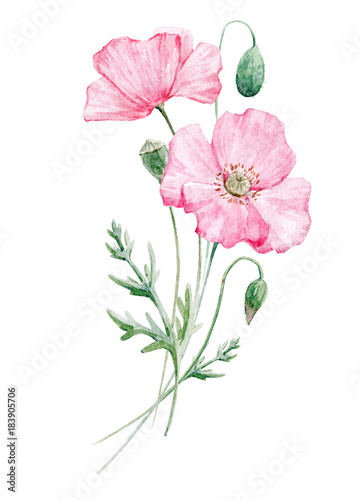 Watercolor poppy flower