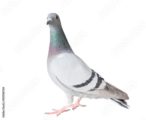 full body of homing pigeon bird isolated white background photo